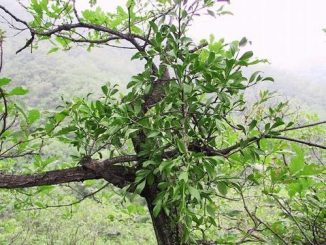Tang kí sinh là loài cây kí sinh trên cây dâu tằm