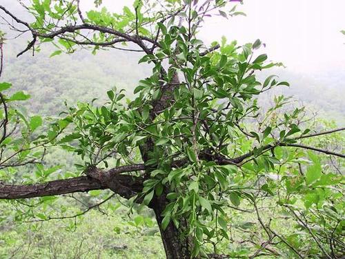 Tang kí sinh là loài cây kí sinh trên cây dâu tằm