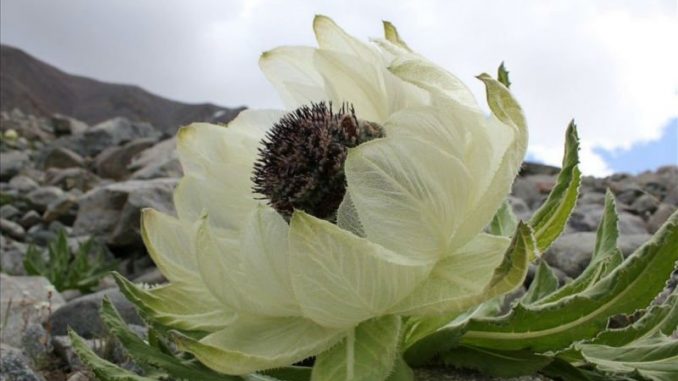 Thiên sơn tuyết liên vì được sinh ra trên vùng núi tuyết, khi nở hoa hình dạng như hoa sen