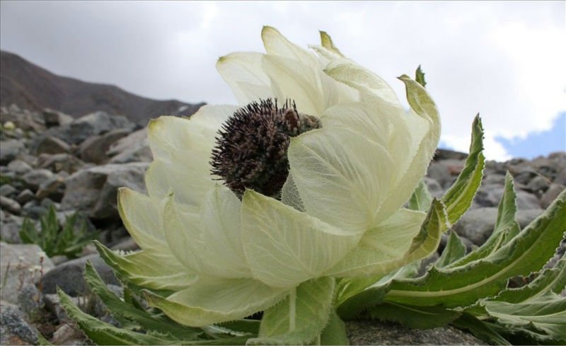 Thiên sơn tuyết liên vì được sinh ra trên vùng núi tuyết, khi nở hoa hình dạng như hoa sen
