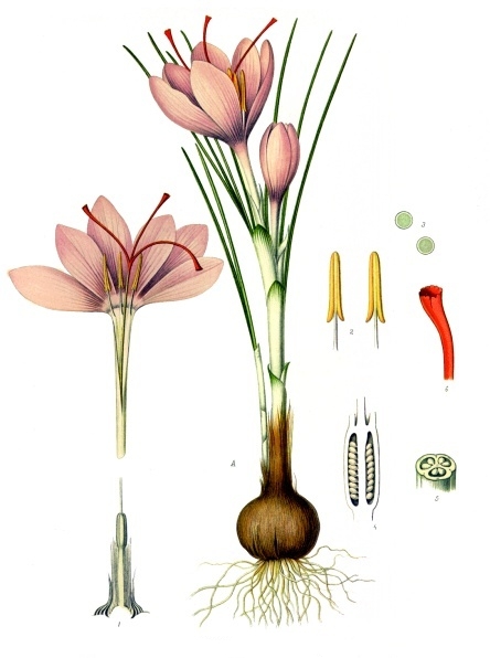 Hoa nghệ tây là một thể tam bội, không tự tương thích và không sinh sản hữu tính. Mỗi bông hoa có 3 nhuỵ.