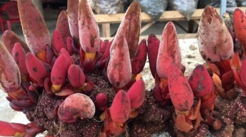 Dược liệu Nấm ngọc cẩu