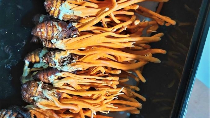 Đông trùng hạ thảo - Một loại nấm kí sinh trên sâu non