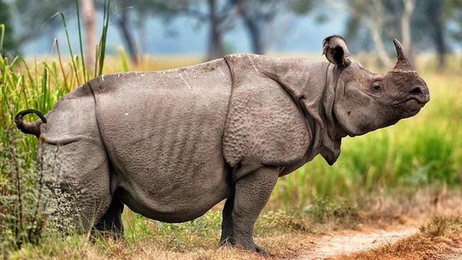 Sừng tê giác mọc ngay ở mũi, gắn vào lớp da dày, thường chỉ có con đực mới có sừng