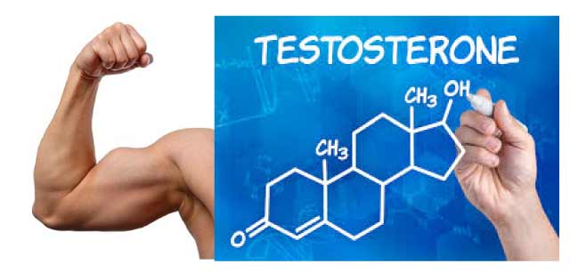 Nhục thung dung cải thiện Testosterone ở nam giới