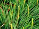 Thạch xương bồ là loại cây thân cỏ có lá dải hẹp