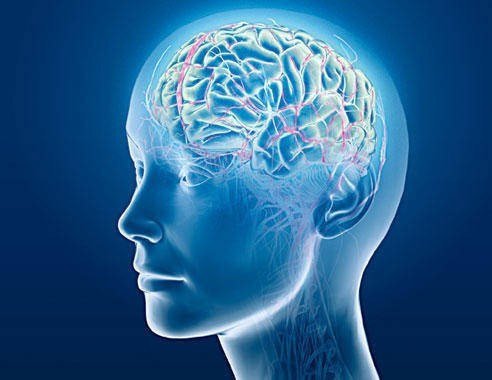 Thiên ma có tác dụng cải thiện trí nhớ, bảo vệ thần kinh