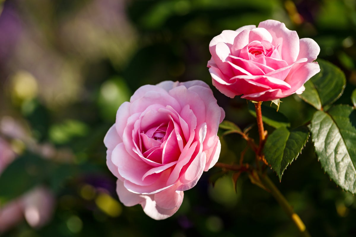 Hoa hồng không chỉ có mùi hương mà còn nhiều công dụng khác