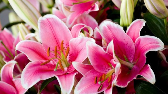 Hoa ly đặc trưng bởi vẻ đẹp và mùi hương ngọt, đậm của nó