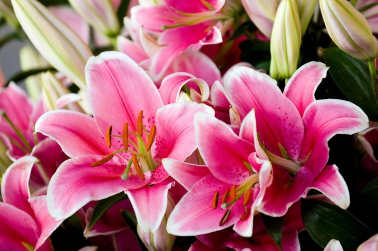 Hoa ly đặc trưng bởi vẻ đẹp và mùi hương ngọt, đậm của nó