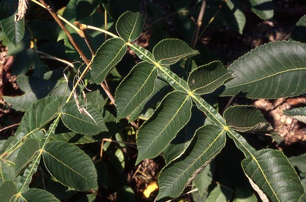 Hình dạng đặc biệt của cành lá cây Muối