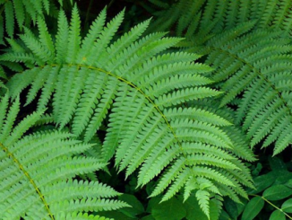 Lá dương xỉ Polypodium leucotomos