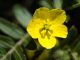 Hoa Bạch tật lê có màu vàng rực rỡ