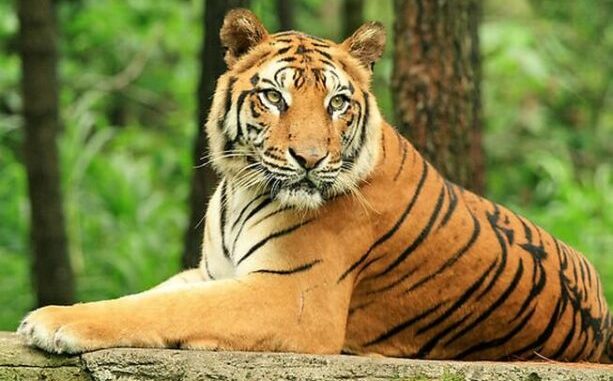 Hổ là loài động vật quý hiếm trên thế giới