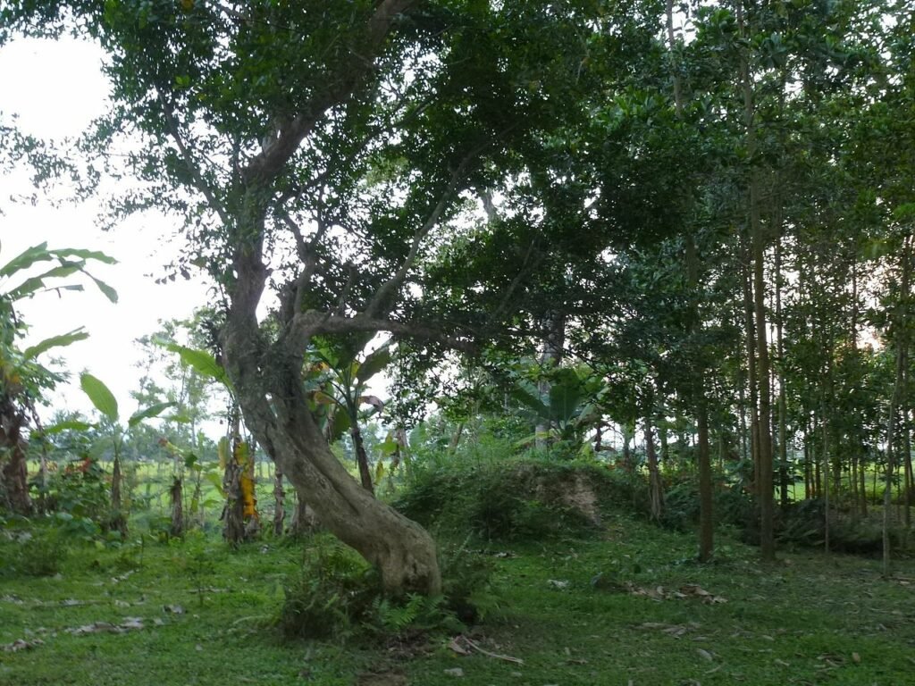 Cây duối cổ thụ tại khu di tích Đền thờ Lê Ngọc tại làng Trường Xuân, xã Đông Ninh, huyện Đông Sơn, Thanh Hóa