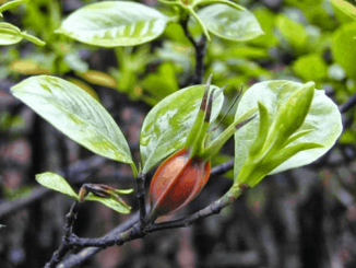 Quả Chi tử