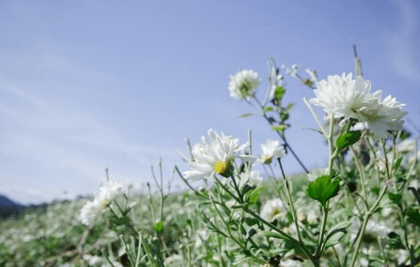 Cúc hoa trắng có thể dùng làm cảnh, làm trà uống, hoặc làm vị thuốc trị bệnh