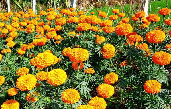  Cúc vạn thọ là một loại hoa quen thuộc của người Việt Nam