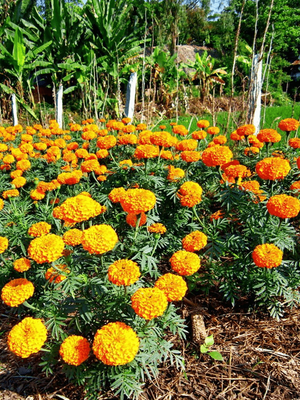  Cúc vạn thọ là một loại hoa quen thuộc của người Việt Nam