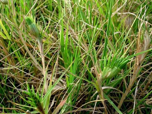 Đây là loài cỏ sống dai, bò chằng chịt vào nhau thành thảm cỏ dày đặc.