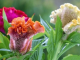 Màu sắc cây Hoa mào gà phong phú, thường thấy nhất là 3 màu đỏ, trắng và vàng