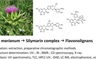 Silymarin Hợp chất hoá học cây Kế sữa