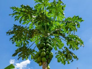 Lá đu đủ tên khoa học là Folium Carica Papaya L., thuộc họ Đu đủ Papayaceae.