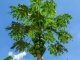 Lá đu đủ tên khoa học là Folium Carica Papaya L., thuộc họ Đu đủ Papayaceae.