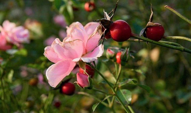 Quả từ cây hoa hồng dại có thể dùng để chiết xuất tinh dầu tầm xuân